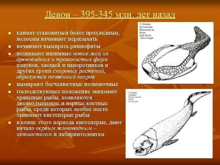 Девон – 395 -345 млн. лет назад n n n климат становиться более прохладным,