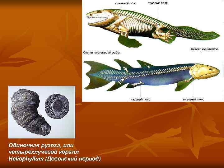 Одиночная ругоза, или четырехлучевой коралл Heliophyllum (Девонский период) 