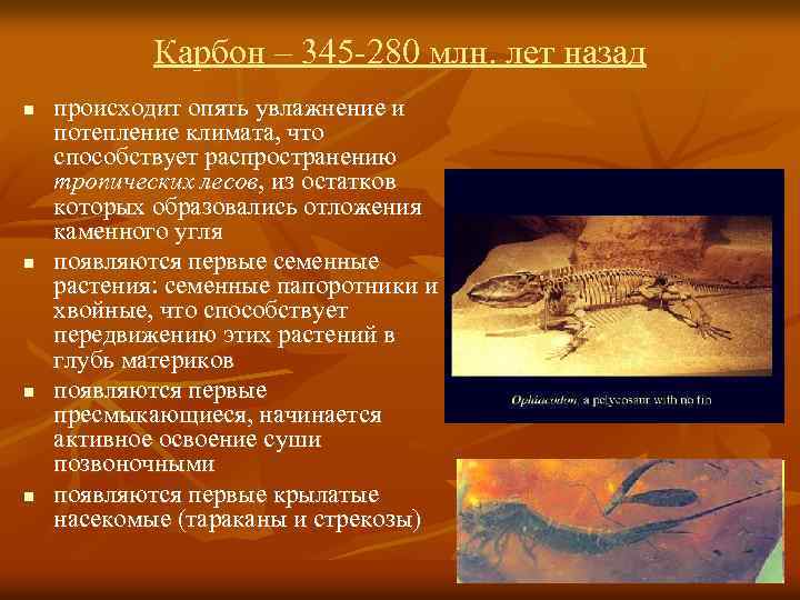 Карбон – 345 -280 млн. лет назад n n происходит опять увлажнение и потепление