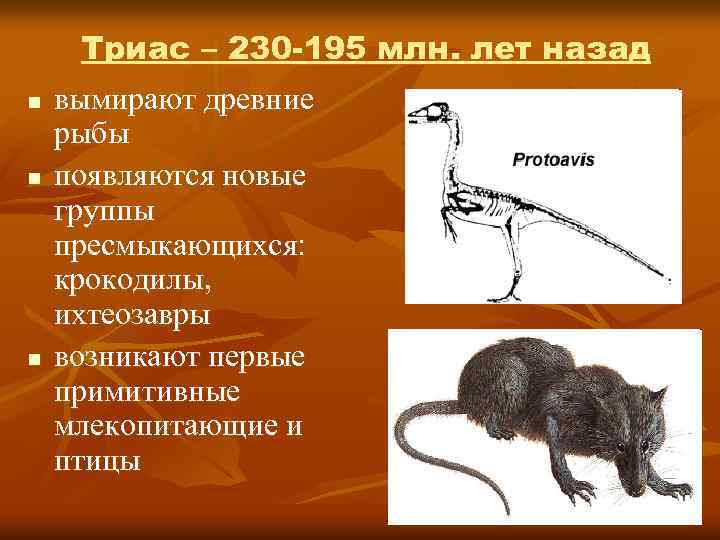 Триас – 230 -195 млн. лет назад n n n вымирают древние рыбы появляются