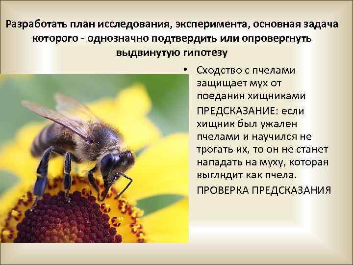 Разработать план исследования, эксперимента, основная задача которого - однозначно подтвердить или опровергнуть выдвинутую гипотезу