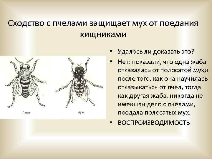 Сходство с пчелами защищает мух от поедания хищниками • Удалось ли доказать это? •