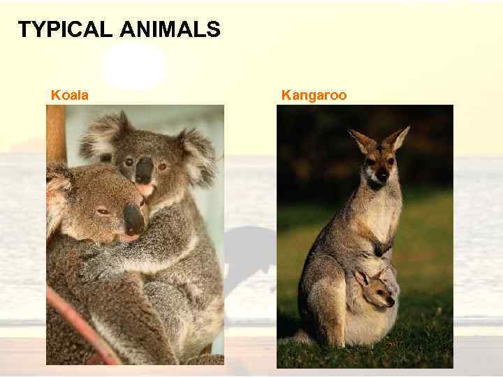 TYPICAL ANIMALS Koala Kangaroo 