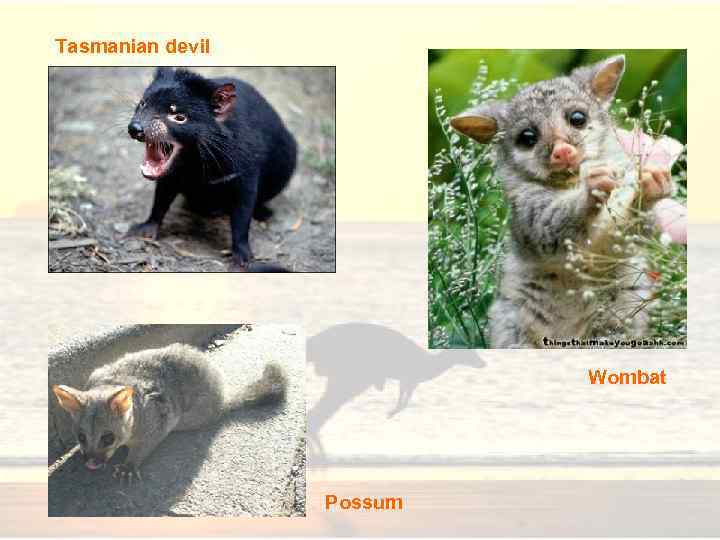 Tasmanian devil Wombat Possum 