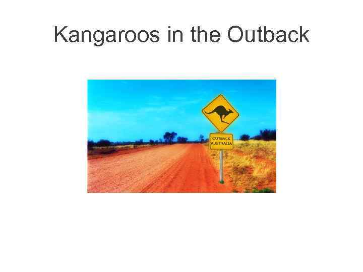 Kangaroos in the Outback 