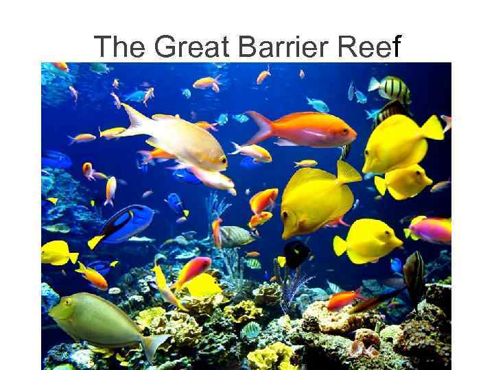 The Great Barrier Reef 