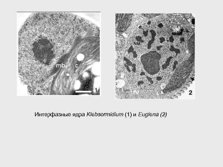 1 Интерфазные ядра Klebsormidium (1) и Euglena (2) 