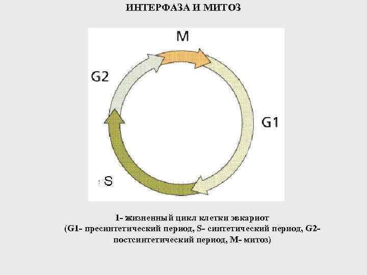 6 жизненный цикл клетки. Фазы клеточного цикла интерфаза. Схема клеточного цикла интерфаза. Периоды клеточного цикла g1 синтетическая g2 g1 s, g2 митотическая. Клеточный цикл интерфаза g1.