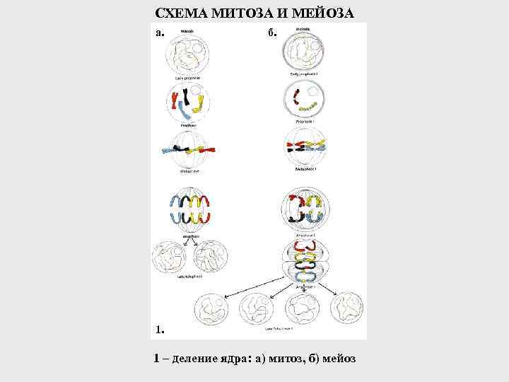 СХЕМА МИТОЗА И МЕЙОЗА а. б. 1 – деление ядра: а) митоз, б) мейоз