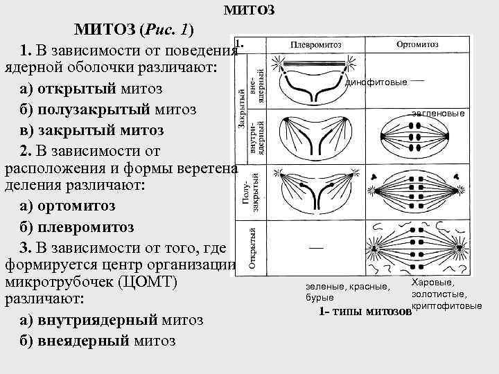 МИТОЗ (Рис. 1) 1. 1. В зависимости от поведения ядерной оболочки различают: а) открытый