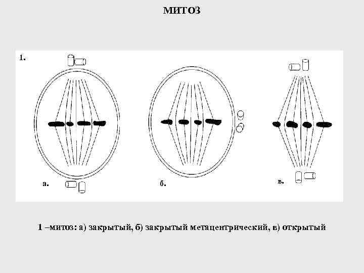 МИТОЗ 1. а. б. в. 1 –митоз: а) закрытый, б) закрытый метацентрический, в) открытый