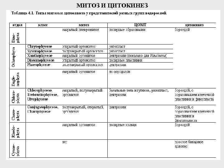 МИТОЗ И ЦИТОКИНЕЗ 