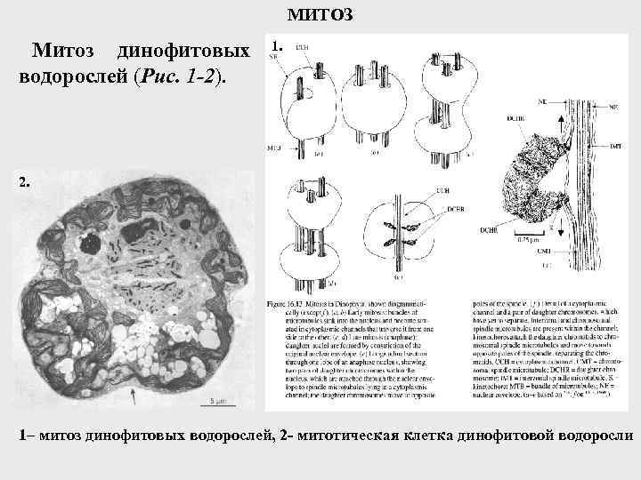 МИТОЗ Митоз динофитовых водорослей (Рис. 1 -2). 1. 2. 1– митоз динофитовых водорослей, 2