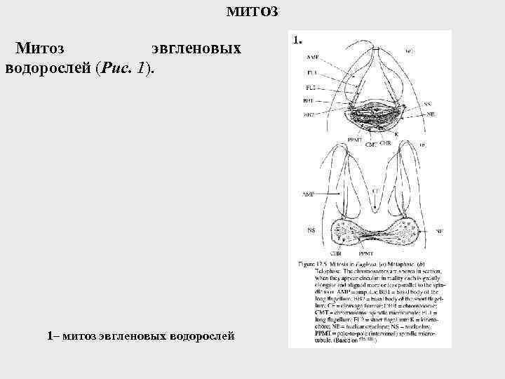 МИТОЗ Митоз эвгленовых водорослей (Рис. 1). 1– митоз эвгленовых водорослей 1. 