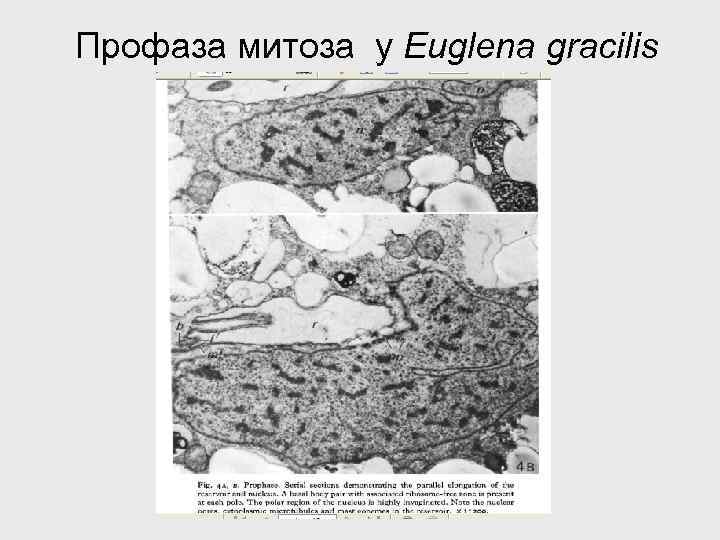 Профаза митоза у Euglena gracilis 