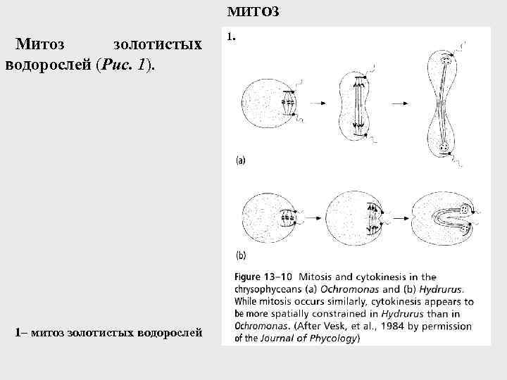 МИТОЗ Митоз золотистых водорослей (Рис. 1). 1– митоз золотистых водорослей 1. 