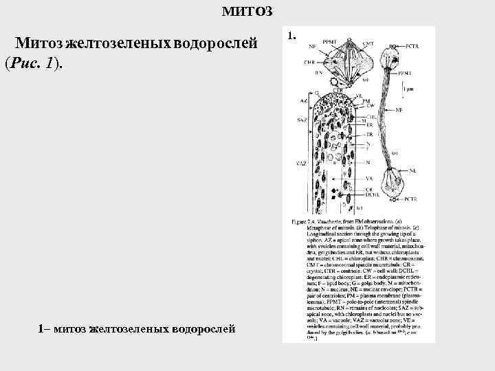 МИТОЗ Митоз желтозеленых водорослей (Рис. 1). 1– митоз желтозеленых водорослей 1. 