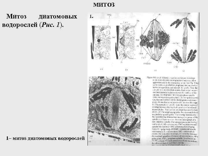 МИТОЗ Митоз диатомовых водорослей (Рис. 1). 1– митоз диатомовых водорослей 1. 