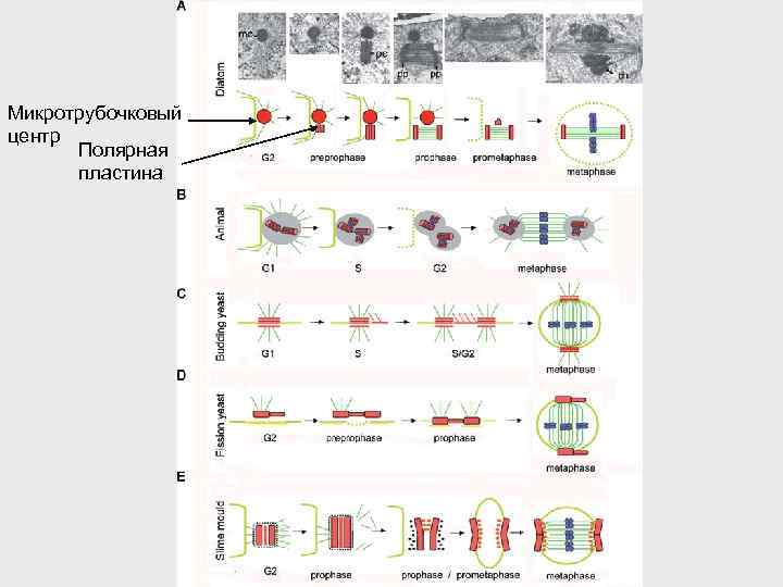 Микротрубочковый центр Полярная пластина 