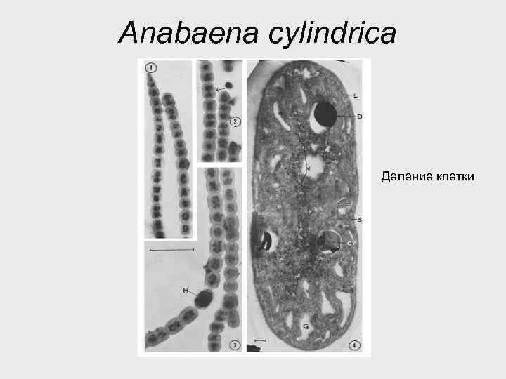 Anabaena cylindrica Деление клетки 