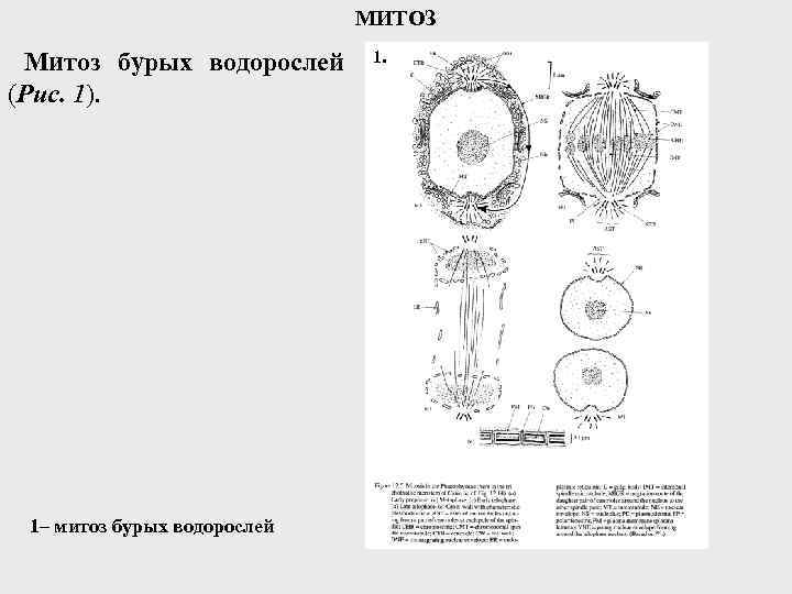 МИТОЗ Митоз бурых водорослей (Рис. 1). 1– митоз бурых водорослей 1. 