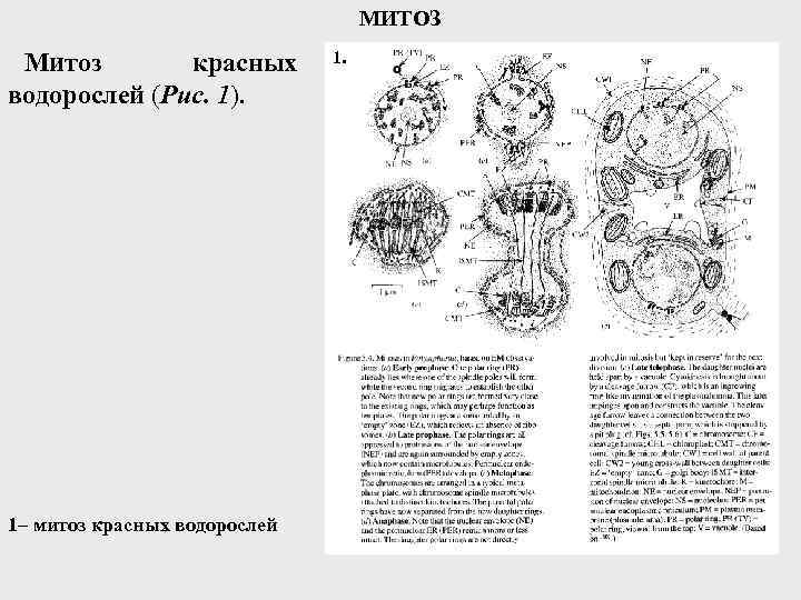 МИТОЗ Митоз красных водорослей (Рис. 1). 1– митоз красных водорослей 1. 