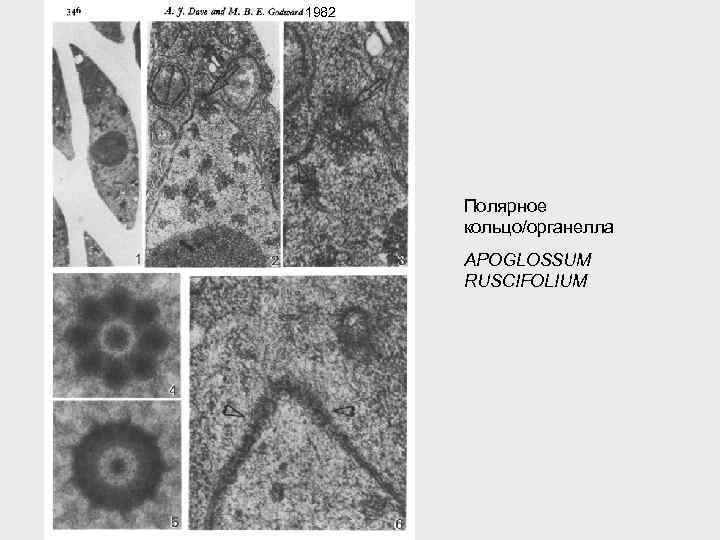 1982 Полярное кольцо/органелла APOGLOSSUM RUSCIFOLIUM 