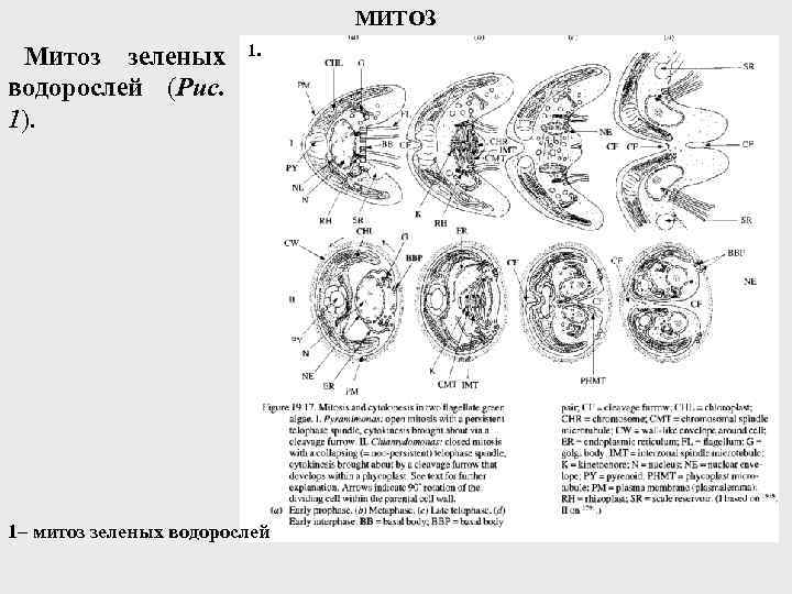 МИТОЗ Митоз зеленых водорослей (Рис. 1). 1– митоз зеленых водорослей 