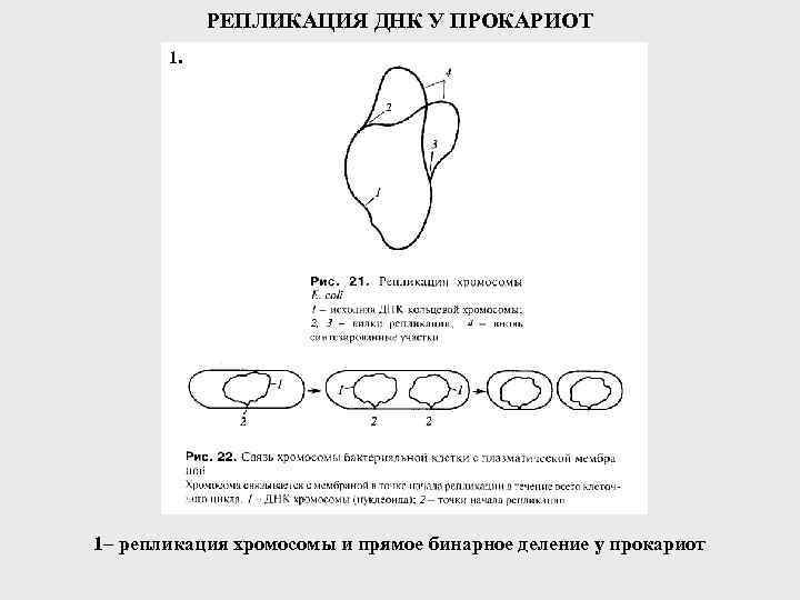 РЕПЛИКАЦИЯ ДНК У ПРОКАРИОТ 1. 1– репликация хромосомы и прямое бинарное деление у прокариот