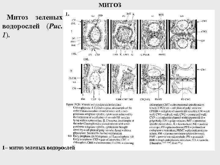 МИТОЗ Митоз зеленых водорослей (Рис. 1). 1– митоз зеленых водорослей 