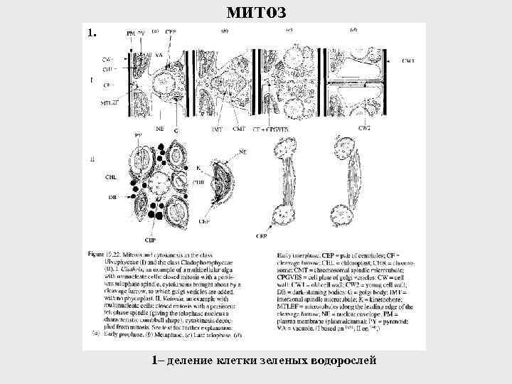 митоз 1. 1– деление клетки зеленых водорослей 