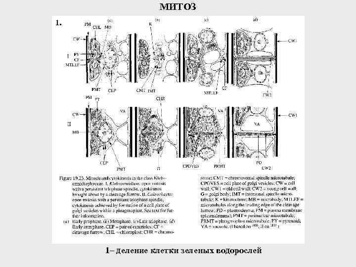 МИТОЗ 1. 1– деление клетки зеленых водорослей 