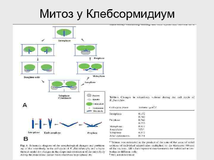 Митоз у Клебсормидиум 