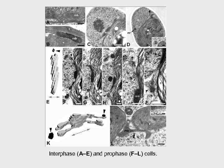 Interphase (A–E) and prophase (F–L) cells. 