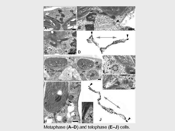 Metaphase (A–D) and telophase (E–J) cells. 