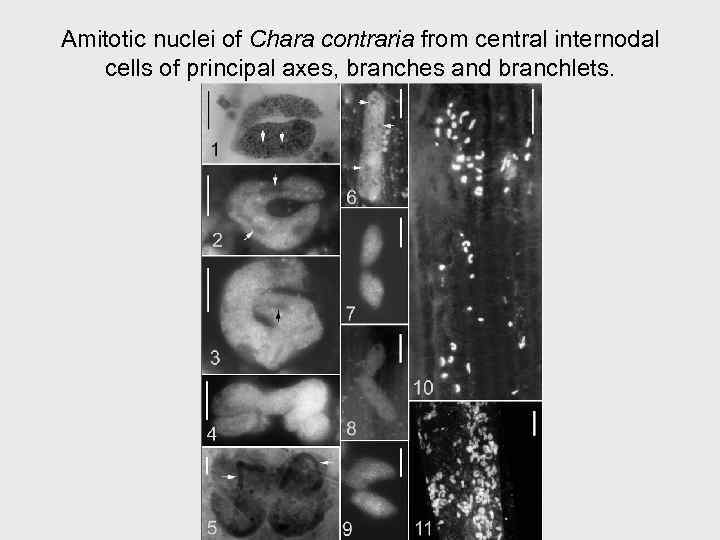 Amitotic nuclei of Chara contraria from central internodal cells of principal axes, branches and