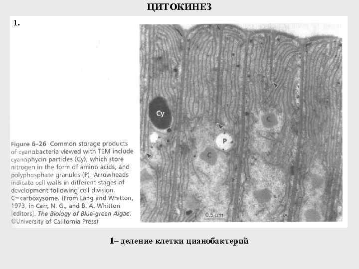 ЦИТОКИНЕЗ 1. 1– деление клетки цианобактерий 