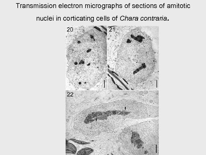 Transmission electron micrographs of sections of amitotic nuclei in corticating cells of Chara contraria