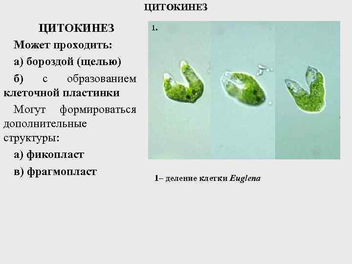 ЦИТОКИНЕЗ Может проходить: а) бороздой (щелью) б) с образованием клеточной пластинки Могут формироваться дополнительные