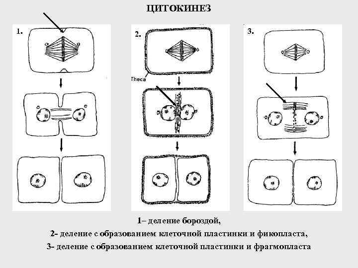 ЦИТОКИНЕЗ 1. 2. 3. 1– деление бороздой, 2 - деление с образованием клеточной пластинки