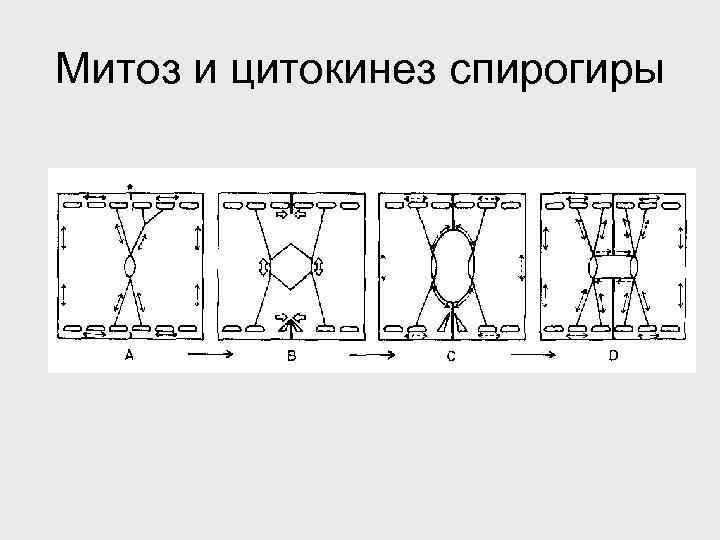 Митоз и цитокинез спирогиры 