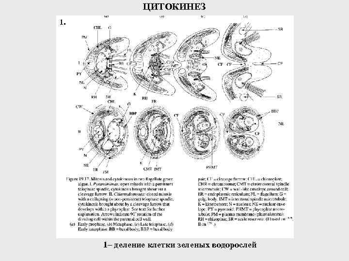 ЦИТОКИНЕЗ 1. 1– деление клетки зеленых водорослей 