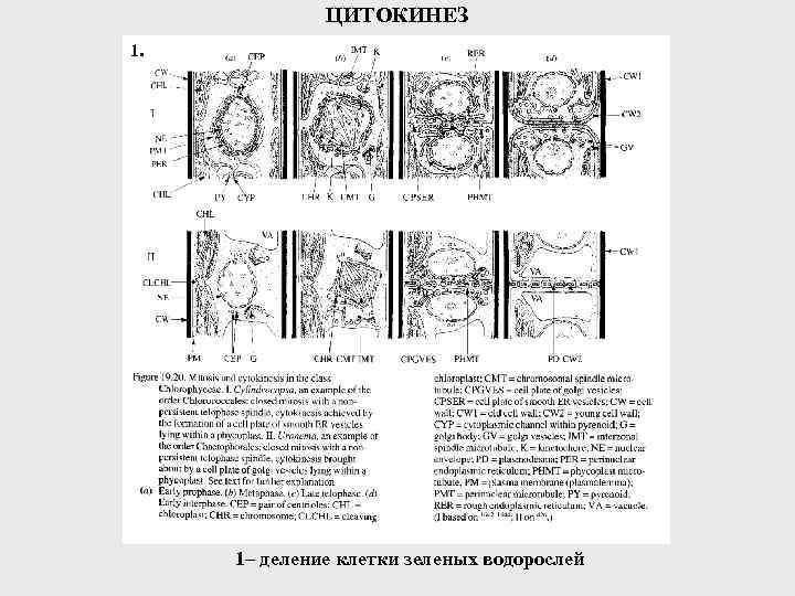 ЦИТОКИНЕЗ 1. 1– деление клетки зеленых водорослей 