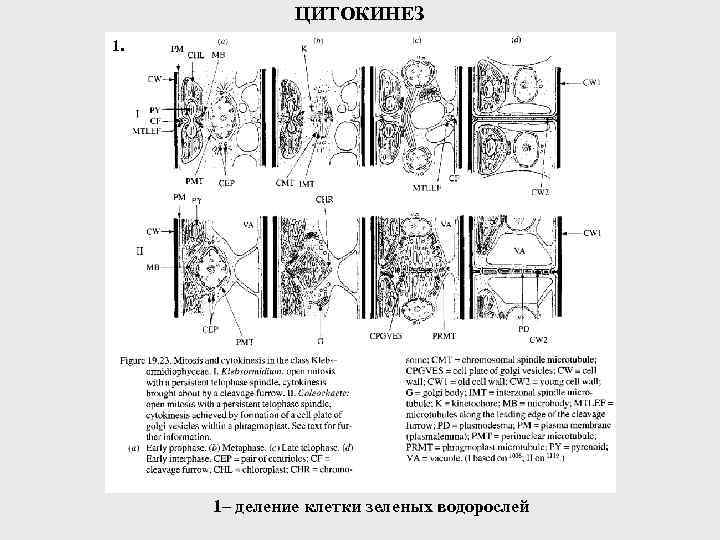 ЦИТОКИНЕЗ 1. 1– деление клетки зеленых водорослей 