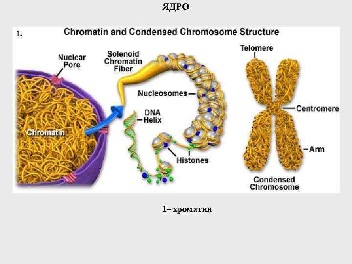 ЯДРО 1. 1– хроматин 