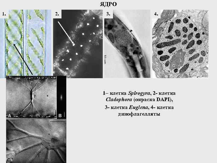 ЯДРО 1. 2. 3. 4. 1– клетка Spirogyra, 2 - клетка Cladophora (окраска DAPI),