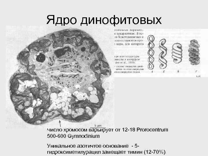 Ядро динофитовых Число хромосом варьирует от 12 -18 Prorocentrum 500 -600 Gymnodinium Уникальное азотичтое