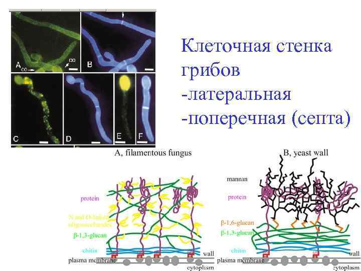 Углевод клеточной стенки. Клеточная стенка грибной клетки. Строение клеточной стенки гриба. Строение клеточной стенки мицелиальных грибов. Структура клеточной стенки гриба.