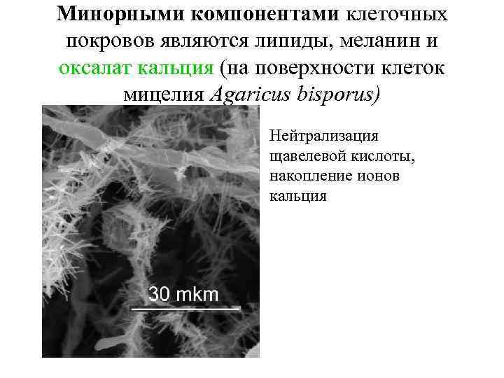 Минорными компонентами клеточных покровов являются липиды, меланин и оксалат кальция (на поверхности клеток мицелия