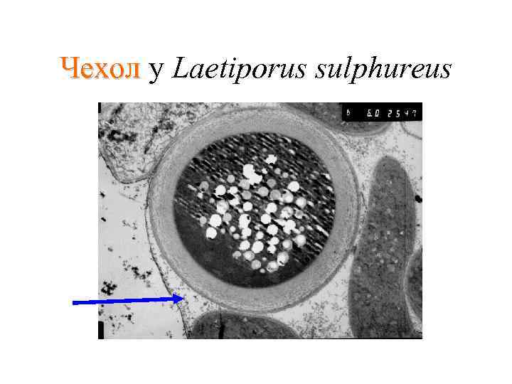 Чехол у Laetiporus sulphureus 